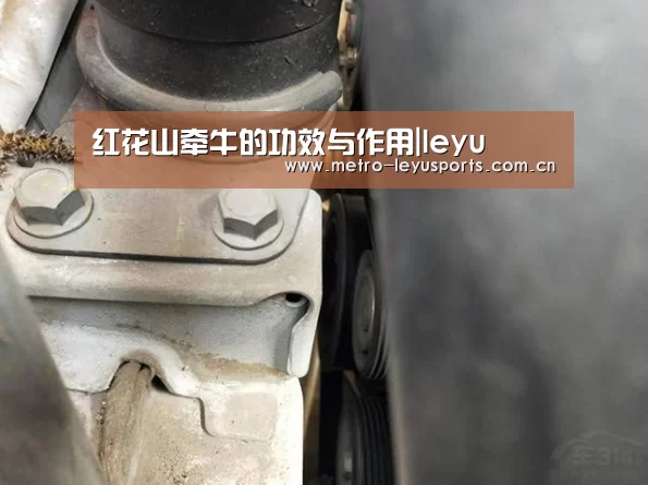 红花山牵牛的功效与作用|leyu